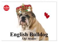 English Bulldog XXL Models (Wandkalender 2025 DIN A2 quer), CALVENDO Monatskalender