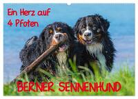 Ein Herz auf 4 Pfoten - Berner Sennenhund (Wandkalender 2025 DIN A2 quer), CALVENDO Monatskalender