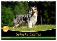 Schicke Collies (Wandkalender 2025 DIN A2 quer), CALVENDO Monatskalender