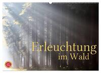 Erleuchtung im Wald (Wandkalender 2025 DIN A2 quer), CALVENDO Monatskalender