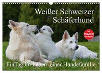 Weißer Schweizer Schäferhund - Ein Tag im Leben einer Hundefamilie (Wandkalender 2025 DIN A3 quer), CALVENDO Monatskalender