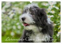 Liebenswerter Clown Bearded Collie (Wandkalender 2025 DIN A3 quer), CALVENDO Monatskalender