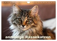 anmutige Rassekatzen (Wandkalender 2025 DIN A4 quer), CALVENDO Monatskalender