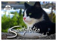 SAMTPFOTEN "fellnah" (Wandkalender 2025 DIN A2 quer), CALVENDO Monatskalender