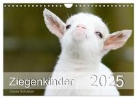 Ziegenkinder (Wandkalender 2025 DIN A4 quer), CALVENDO Monatskalender