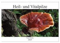 Heil- und Vitalpilze (Wandkalender 2025 DIN A3 quer), CALVENDO Monatskalender