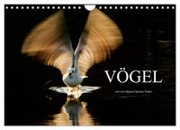 VÖGEL (Wandkalender 2025 DIN A4 quer), CALVENDO Monatskalender