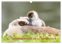 Naturerlebnisse in Nordhessen (Wandkalender 2025 DIN A3 quer), CALVENDO Monatskalender