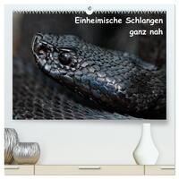 Einheimische Schlangen ganz nah (hochwertiger Premium Wandkalender 2025 DIN A2 quer), Kunstdruck in Hochglanz