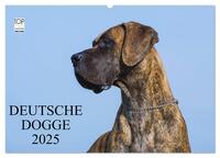 Deutsche Dogge 2025 (Wandkalender 2025 DIN A2 quer), CALVENDO Monatskalender