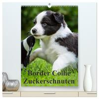 Border Collie Zuckerschnuten (hochwertiger Premium Wandkalender 2025 DIN A2 hoch), Kunstdruck in Hochglanz