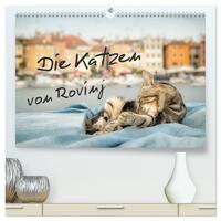 Die Katzen von Rovinj (hochwertiger Premium Wandkalender 2025 DIN A2 quer), Kunstdruck in Hochglanz