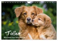 Toller - Nova Scotia Duck Tolling Retriever (Wandkalender 2025 DIN A4 quer), CALVENDO Monatskalender