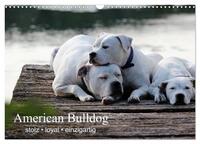 American Bulldog - stolz, loyal, einzigartig (Wandkalender 2025 DIN A3 quer), CALVENDO Monatskalender