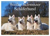 Weißer Schweizer Schäferhund (Wandkalender 2025 DIN A4 quer), CALVENDO Monatskalender