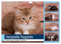 Verspielte Ragdolls - Sanfte Katzen in seidigem Haarkleid (Wandkalender 2025 DIN A4 quer), CALVENDO Monatskalender