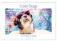 Cool Dogs - Hunde-Spaß im Studio (Wandkalender 2025 DIN A4 quer), CALVENDO Monatskalender