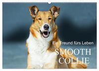 Ein Freund fürs Leben - Smooth Collie (Wandkalender 2025 DIN A2 quer), CALVENDO Monatskalender