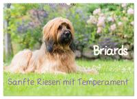 Briards - sanfte Riesen mit Temperament (Wandkalender 2025 DIN A2 quer), CALVENDO Monatskalender