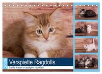 Verspielte Ragdolls - Sanfte Katzen in seidigem Haarkleid (Tischkalender 2025 DIN A5 quer), CALVENDO Monatskalender