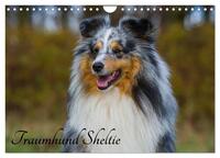 Traumhund Sheltie (Wandkalender 2025 DIN A4 quer), CALVENDO Monatskalender