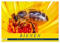 BIENEN - Kleine Nützlinge ganz groß (Wandkalender 2025 DIN A2 quer), CALVENDO Monatskalender