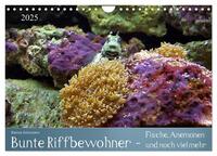 Bunte Riffbewohner - Fische, Anemonen und noch viel mehr (Wandkalender 2025 DIN A4 quer), CALVENDO Monatskalender