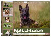 Mäjestätische Rassehunde auf Feld, Wald und Wiese (Wandkalender 2025 DIN A4 quer), CALVENDO Monatskalender