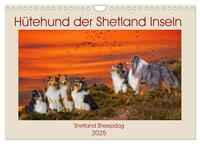 Hütehund der Shetland Inseln - Shetland Sheepdog (Wandkalender 2025 DIN A4 quer), CALVENDO Monatskalender