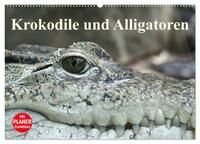 Krokodile und Alligatoren (Wandkalender 2025 DIN A2 quer), CALVENDO Monatskalender