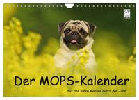 Der MOPS-Kalender (Wandkalender 2025 DIN A4 quer), CALVENDO Monatskalender