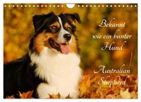 Bekannt wie ein bunter Hund. Australian Shepherd (Wandkalender 2025 DIN A4 quer), CALVENDO Monatskalender