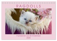 RAGDOLLS Impressionen aus der Kinderstube (Tischkalender 2025 DIN A5 quer), CALVENDO Monatskalender