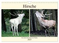 Hirsche - Die stolzen Bewohner des Waldes (Wandkalender 2025 DIN A4 quer), CALVENDO Monatskalender