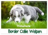 Pfotastische Border Collie Welpen (Wandkalender 2025 DIN A4 quer), CALVENDO Monatskalender