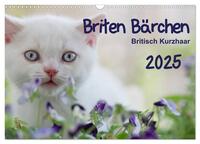 Briten Bärchen – Britsch Kurzhaar 2025 (Wandkalender 2025 DIN A3 quer), CALVENDO Monatskalender