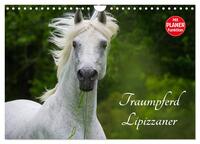 Traumpferd Lipizzaner (Wandkalender 2025 DIN A4 quer), CALVENDO Monatskalender