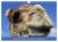 Die Kameliden. Hübsche Kamele, Lamas und Alpakas (Wandkalender 2025 DIN A4 quer), CALVENDO Monatskalender