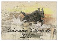 Labrador Retriever 2025 (Wandkalender 2025 DIN A3 quer), CALVENDO Monatskalender