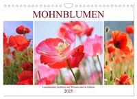 Mohnblumen. Leuchtender Liebreiz auf Wiesen und in Gärten (Wandkalender 2025 DIN A4 quer), CALVENDO Monatskalender