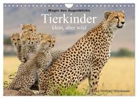 Magie des Augenblicks - Tierkinder - klein, aber wild (Wandkalender 2025 DIN A4 quer), CALVENDO Monatskalender