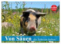 Von Säuen die Schwein haben! (Tischkalender 2025 DIN A5 quer), CALVENDO Monatskalender