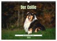 Der Collie der beste Hund der Welt (Wandkalender 2025 DIN A3 quer), CALVENDO Monatskalender