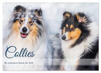 Collies - die schönsten Hunde der Welt (Wandkalender 2025 DIN A2 quer), CALVENDO Monatskalender