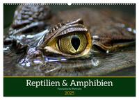 Reptilien & Amphibien Portraits (Wandkalender 2025 DIN A2 quer), CALVENDO Monatskalender