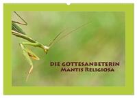 Die Gottesanbeterin Mantis Religiosa (Wandkalender 2025 DIN A2 quer), CALVENDO Monatskalender