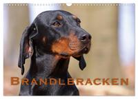 Brandlbracken (Wandkalender 2025 DIN A3 quer), CALVENDO Monatskalender