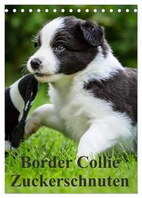 Border Collie Zuckerschnuten (Tischkalender 2025 DIN A5 hoch), CALVENDO Monatskalender