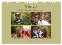 Kittens - Britisch Kurzhaar Katzenkinder (Wandkalender 2025 DIN A4 quer), CALVENDO Monatskalender