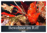 Bewohner im Riff (Wandkalender 2025 DIN A3 quer), CALVENDO Monatskalender